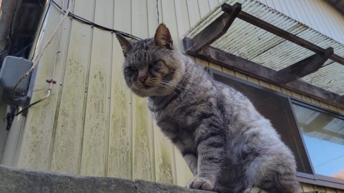 Мурррррррррр