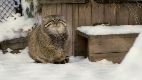 Мурррррррррр