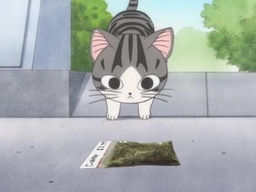 Chi & The Not So Company